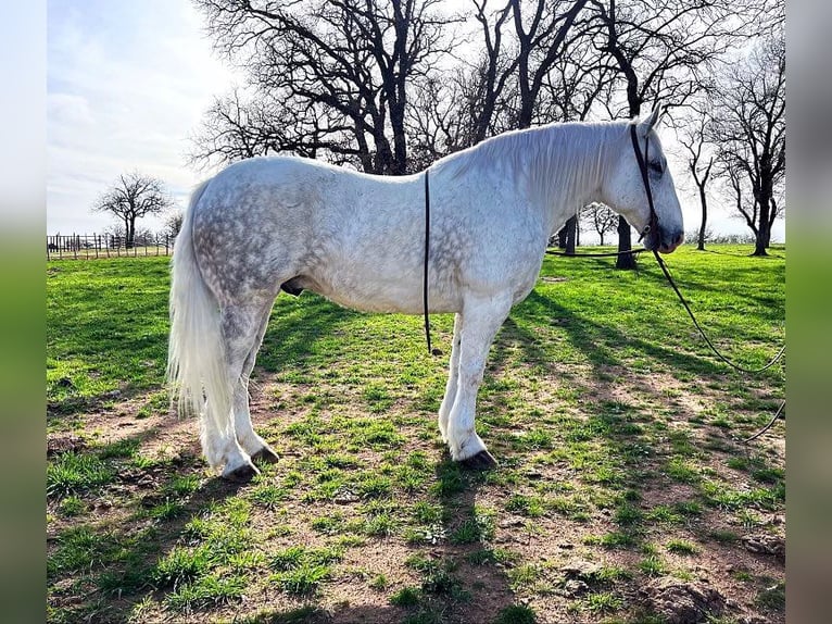 Draft Horse Valack 9 år 155 cm Gråskimmel in Weatherford TX