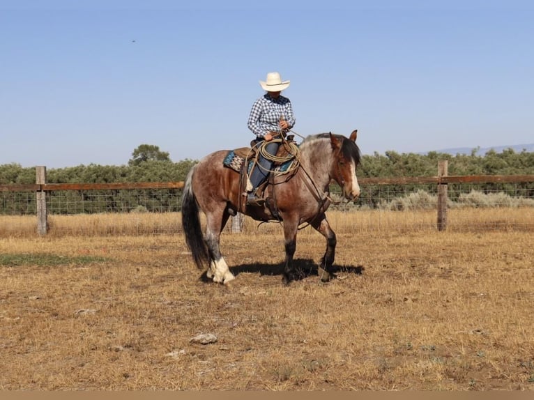 Draft Horse Blandning Valack 9 år 157 cm Brunskimmel in Congress, AZ
