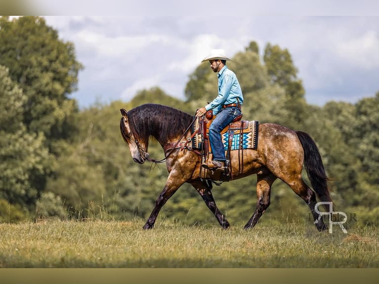 Draft Horse Blandning Valack 9 år 157 cm Gulbrun in Lyles