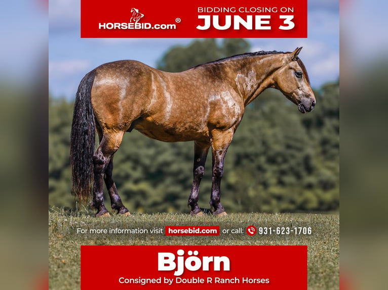 Draft Horse Blandning Valack 9 år 157 cm Gulbrun in Lyles