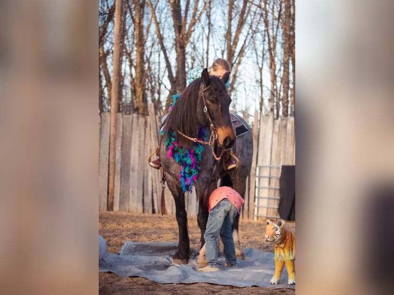 Draft Horse Blandning Valack 9 år 157 cm Konstantskimmel in Purdy, MO