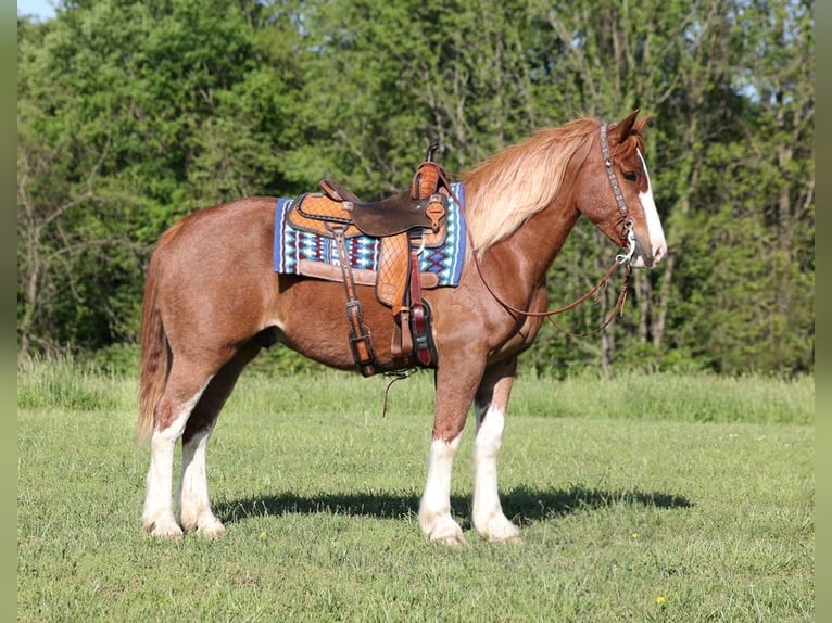 Draft Horse Valack 9 år 160 cm Fux in Somerset Ky
