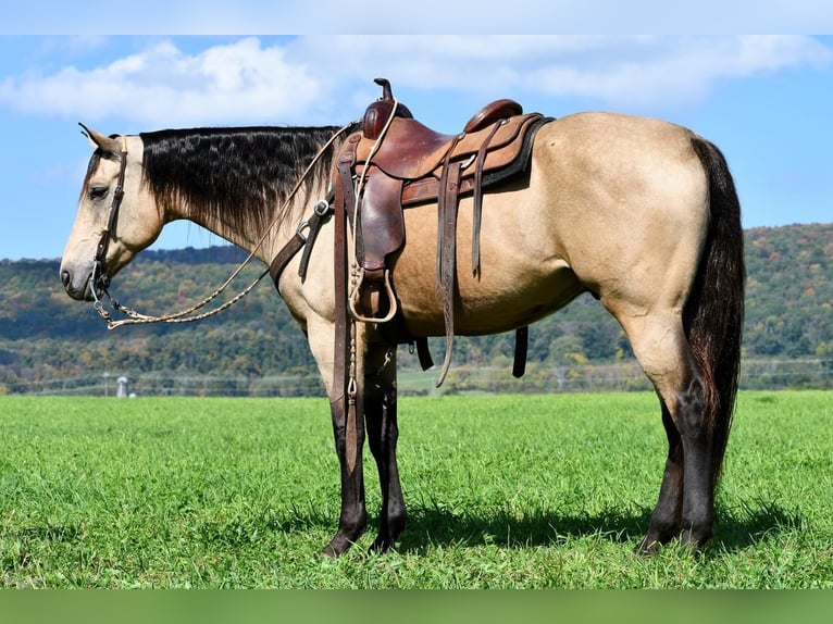 Draft Horse Blandning Valack 9 år 163 cm Gulbrun in Rebersburg