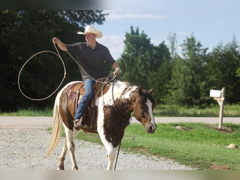 Draft Horse Blandning Valack 9 år 163 cm in Sallisaw, OK