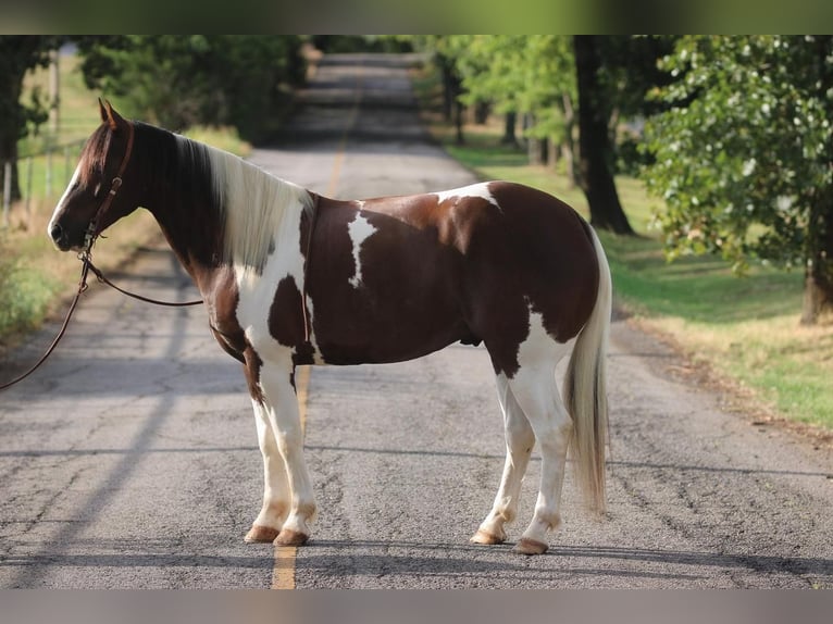 Draft Horse Blandning Valack 9 år 163 cm in Sallisaw, OK