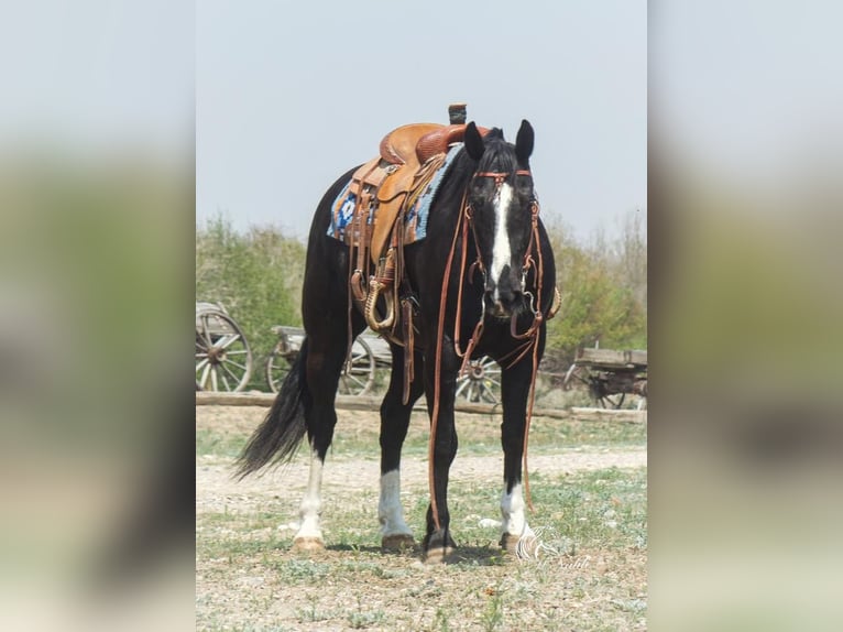 Draft Horse Blandning Valack 9 år 163 cm Svart in Cody, WY