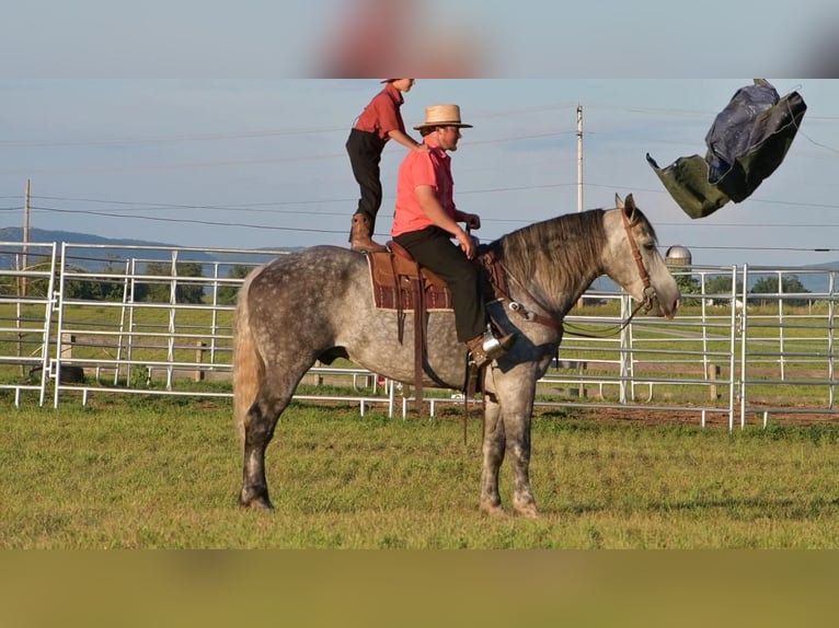 Draft Horse Blandning Valack 9 år 173 cm Grå in Howard, PA