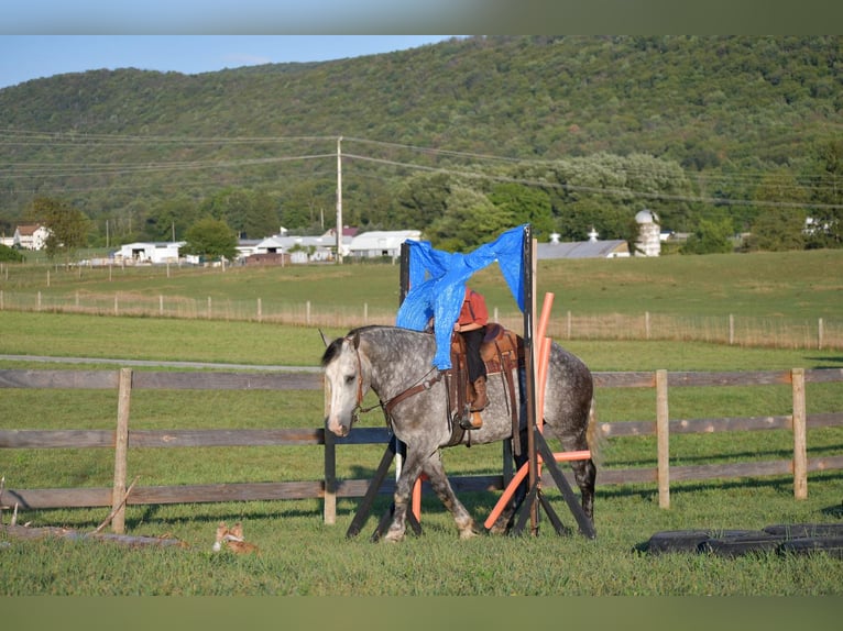 Draft Horse Blandning Valack 9 år 173 cm Grå in Howard, PA