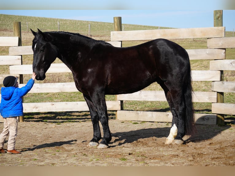 Draft Horse Blandning Valack 9 år 173 cm Svart in Fresno, OH
