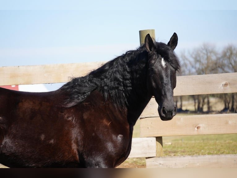 Draft Horse Blandning Valack 9 år 173 cm Svart in Fresno, OH