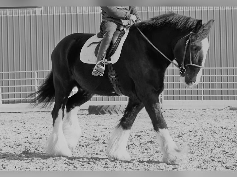 Draft Horse Valack 9 år 173 cm Svart in Fairbanks IA