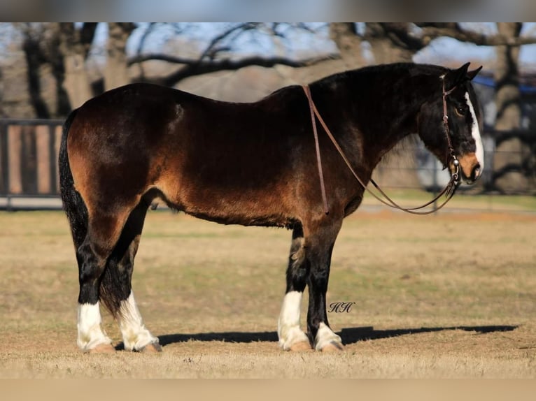 Draft Horse Blandning Valack 9 år Brun in Watson, OK