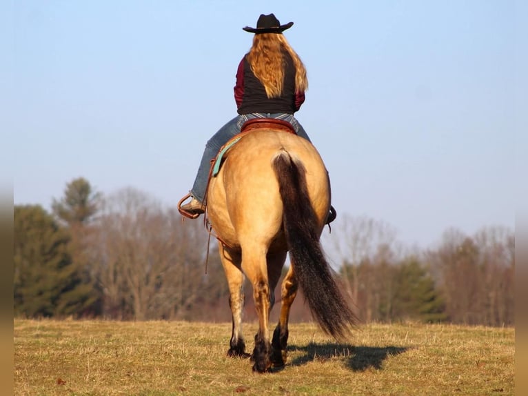 Draft Horse Blandning Valack 9 år Gulbrun in Shippenville, PA