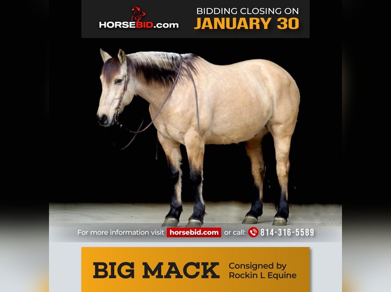 Draft Horse Blandning Valack 9 år Gulbrun in Shippenville, PA