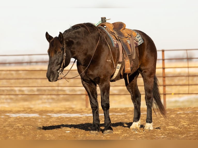 Draft Horse Blandning Valack 9 år Svart in Decorah, IA