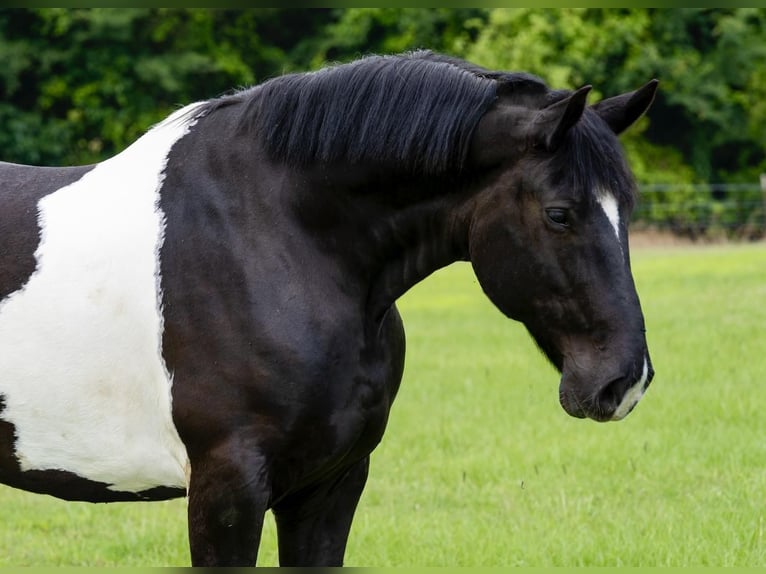 Draft Horse Blandning Valack 9 år in Kaufman, TX
