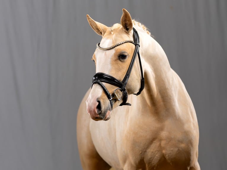 DREAM IN GOLD AT NRW Duitse rijpony Hengst Palomino in Bedburg