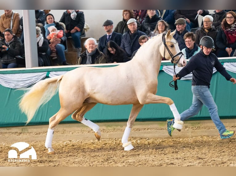 DREAM IN GOLD AT NRW German Riding Pony Stallion Palomino in Bedburg