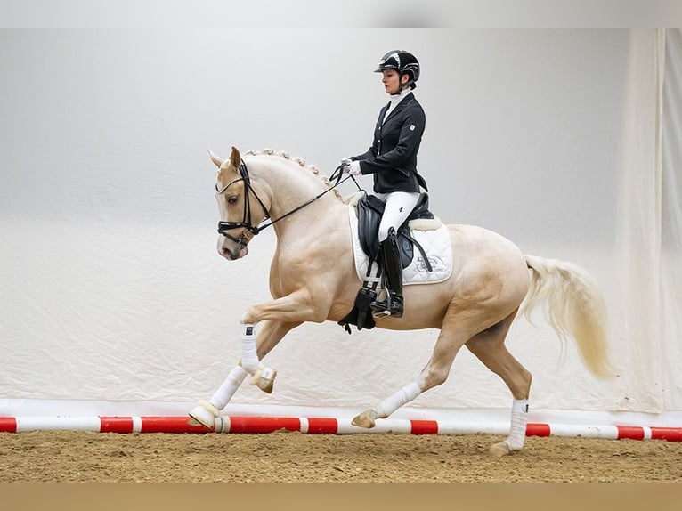 DREAM IN GOLD AT NRW German Riding Pony Stallion Palomino in Bedburg