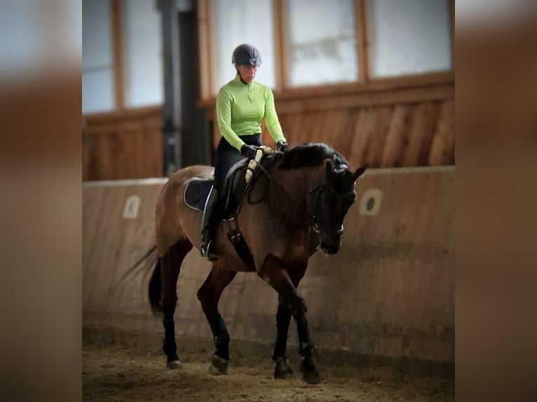 Dressurpferd sucht Reiter