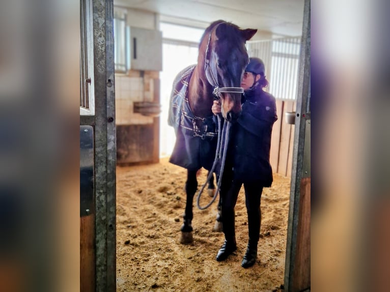 Dressurpferd sucht Reiter