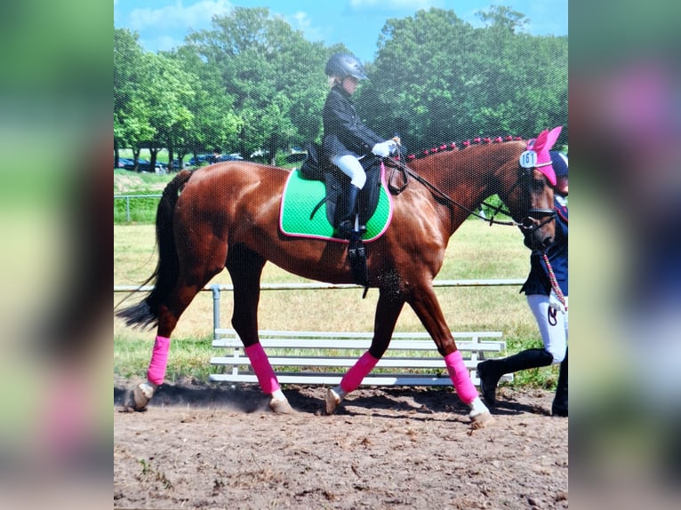 Dressurpferd zur Verfügung gesucht