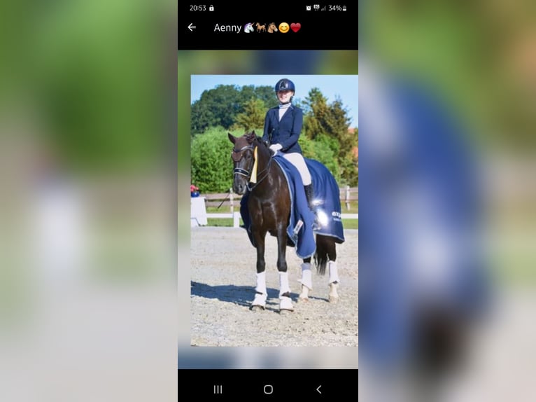 Dressurpferd zur Verfügung gesucht