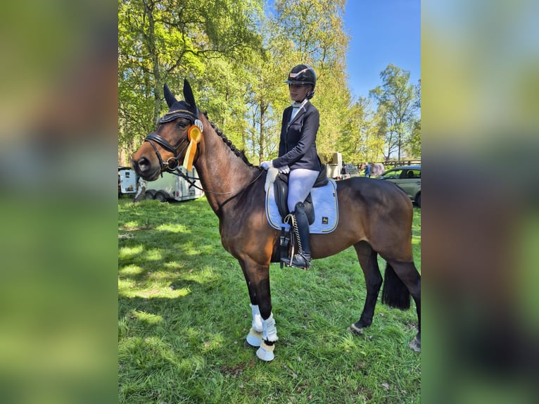 Dressurpferd zur Verfügung gesucht