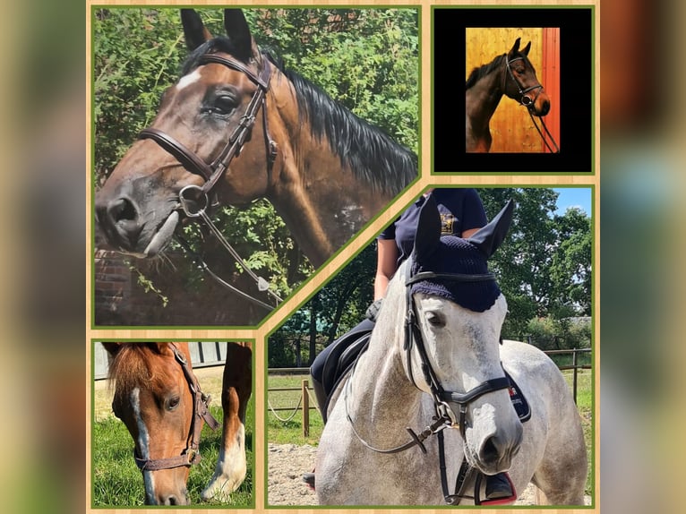 Dressurpferd zur Verfügung gesucht