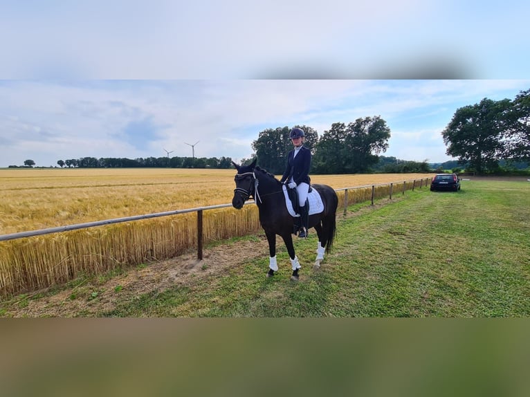 Dressurpferd zur Verfügung gesucht