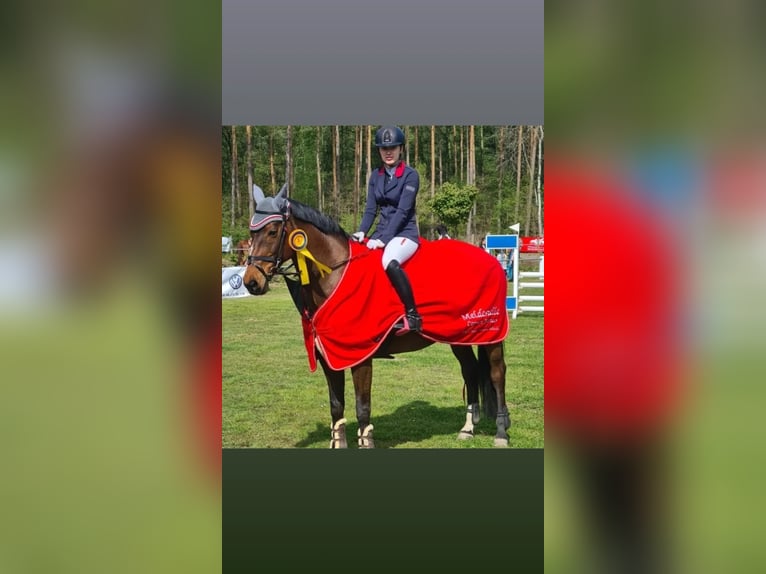 Dressurpferd zur Verfügung gesucht