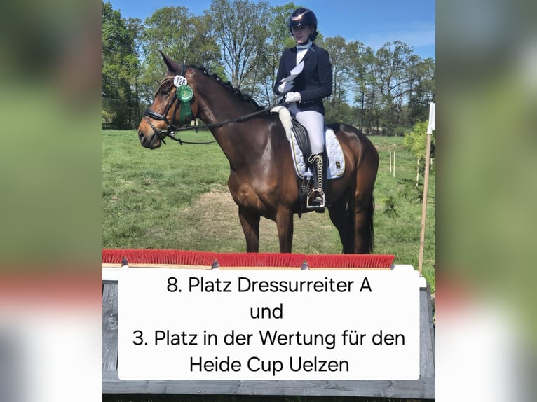 Dressurpferd zur Verfügung gesucht