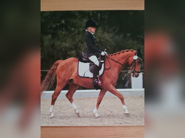 Dressurpferd zur Verfügung gesucht