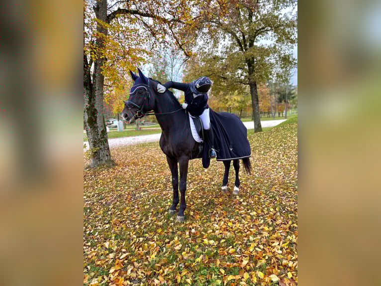 Dressurpferd zur Verfügung ( späterer Kaufoption  gesucht)