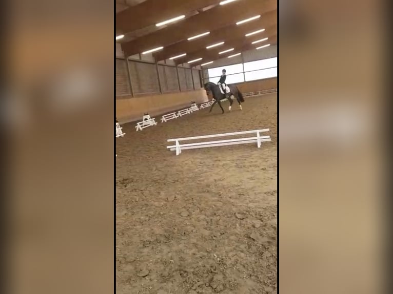 Dressurreiterin sucht Reitbeteiligung