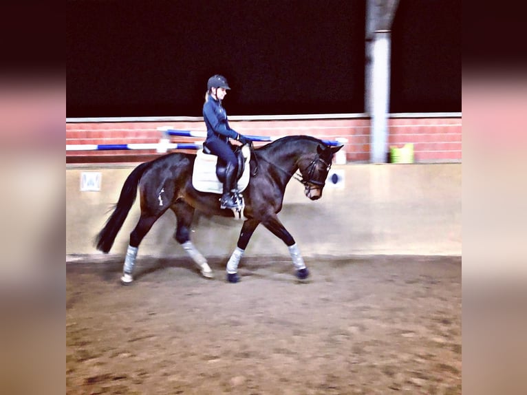 Dressurreiterin sucht Reitbeteiligung