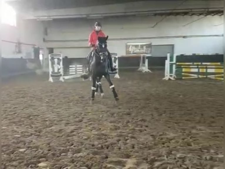 Dressurreiterin sucht Reitbeteiligung