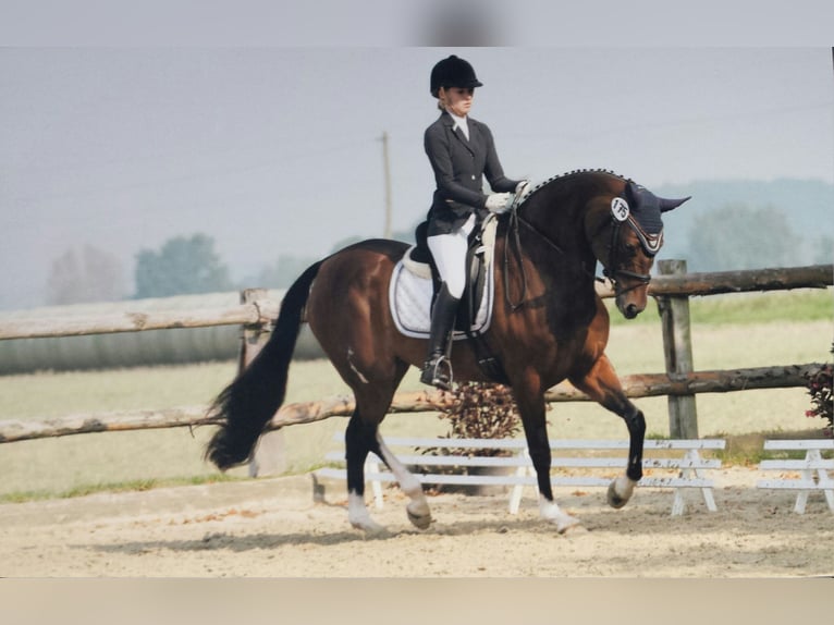 Dressurreiterin sucht Reitbeteiligung