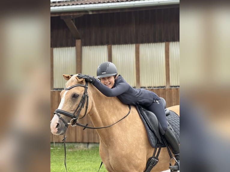 Dressurtalent sucht Partner – Pferd zur Verfügung/Turniervorstellung für den gehobenen Sport