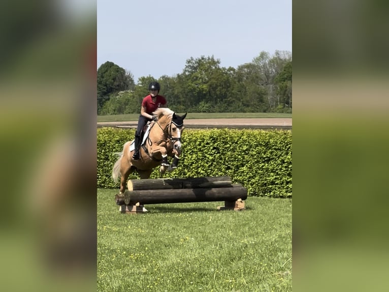 Dressurtalent sucht Partner – Pferd zur Verfügung/Turniervorstellung für den gehobenen Sport