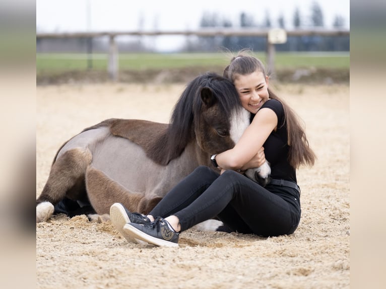 Dressurtalent sucht Partner – Pferd zur Verfügung/Turniervorstellung für den gehobenen Sport