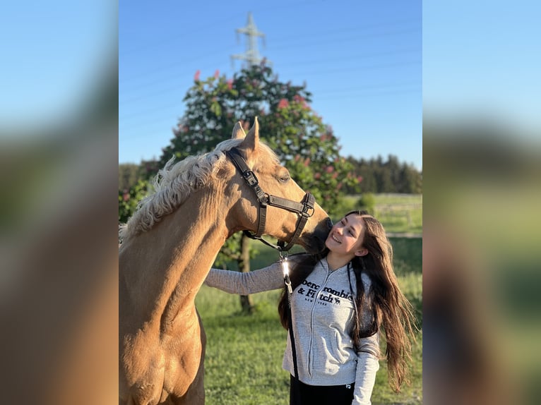 Dressurtalent sucht Partner – Pferd zur Verfügung/Turniervorstellung für den gehobenen Sport