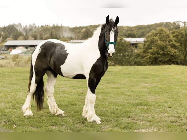 Drúm horse Caballo castrado 2 años 170 cm Pío in Daleiden