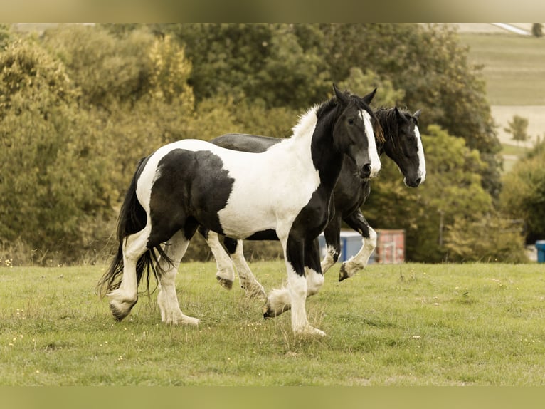 Drúm horse Caballo castrado 2 años 170 cm Pío in Daleiden