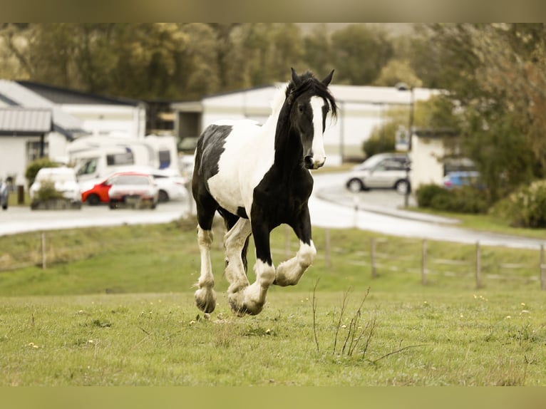 Drúm horse Caballo castrado 2 años 170 cm Pío in Daleiden