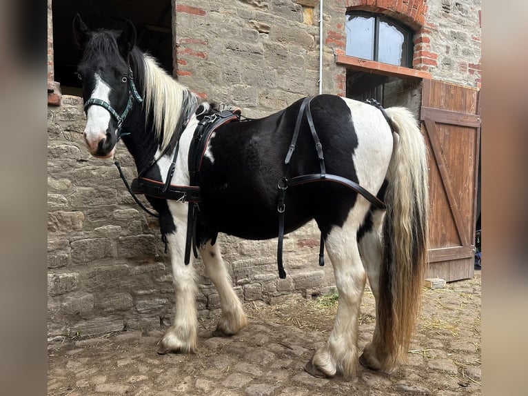 Drúm horse Caballo castrado 4 años 174 cm Pío in Bad Lauchstädt