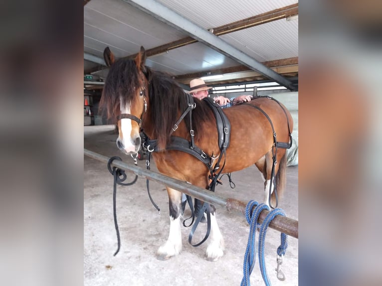 Drúm horse Caballo castrado 5 años 162 cm Castaño in Queaux