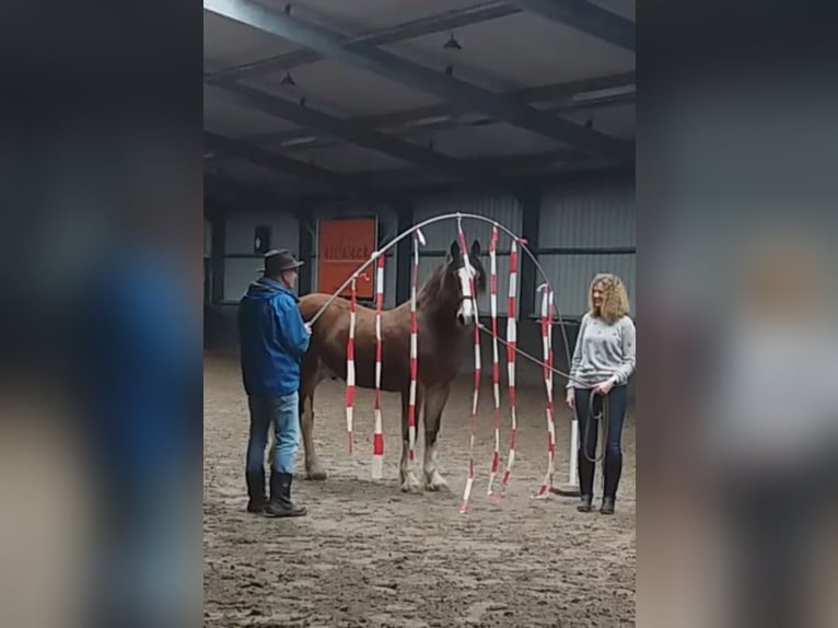 Drúm horse Caballo castrado 5 años 162 cm Castaño in Queaux