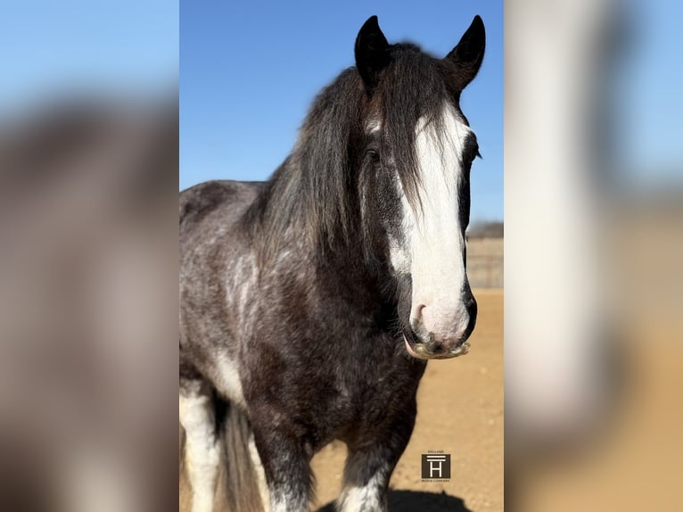 Drúm horse Caballo castrado 6 años 183 cm Sabino in Weatherford
