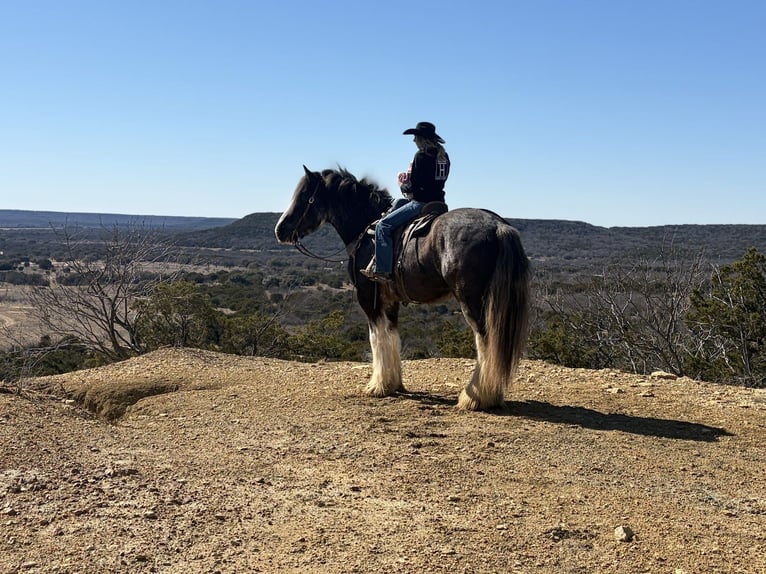 Drúm horse Caballo castrado 6 años 183 cm Sabino in Weatherford